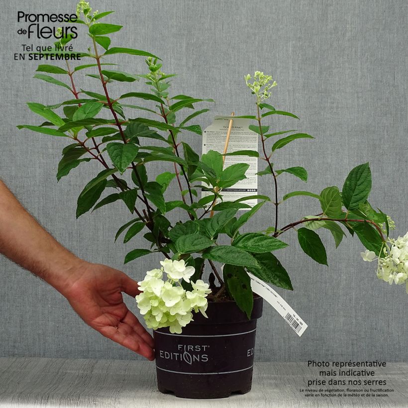 Amostra de Hortênsia paniculata Tickled Pink Vaso de 2 L/3 L tal como entregue no outono