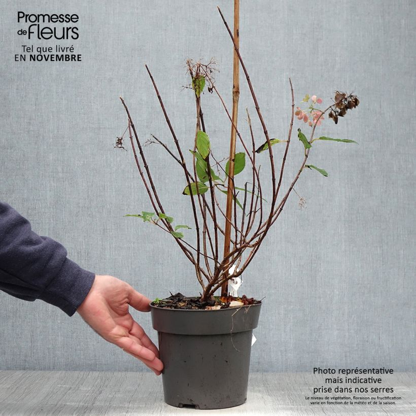 Amostra de Hortênsia paniculata Anã Little Fresco Vaso de 3 L/4 L tal como entregue no outono