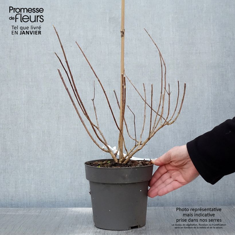 Amostra de Hydrangea paniculata Little Fresco-  Hortensia paniculé nain Vaso de 3 L/4 L tal como entregue no inverno