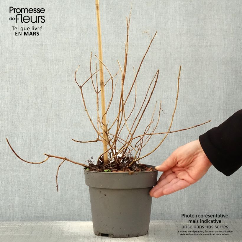 Amostra de Hortênsia paniculata Anã Little Fresco Vaso de 3 L/4 L tal como entregue na primavera