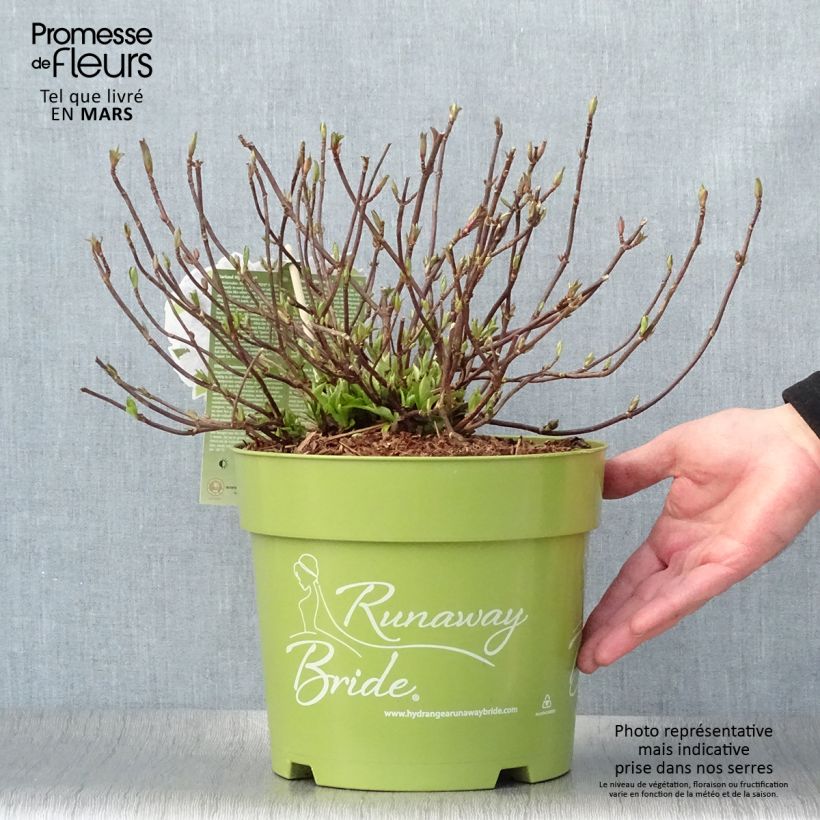 Amostra de Hortênsia Runaway Bride Vaso de 6 L/7 L tal como entregue na primavera