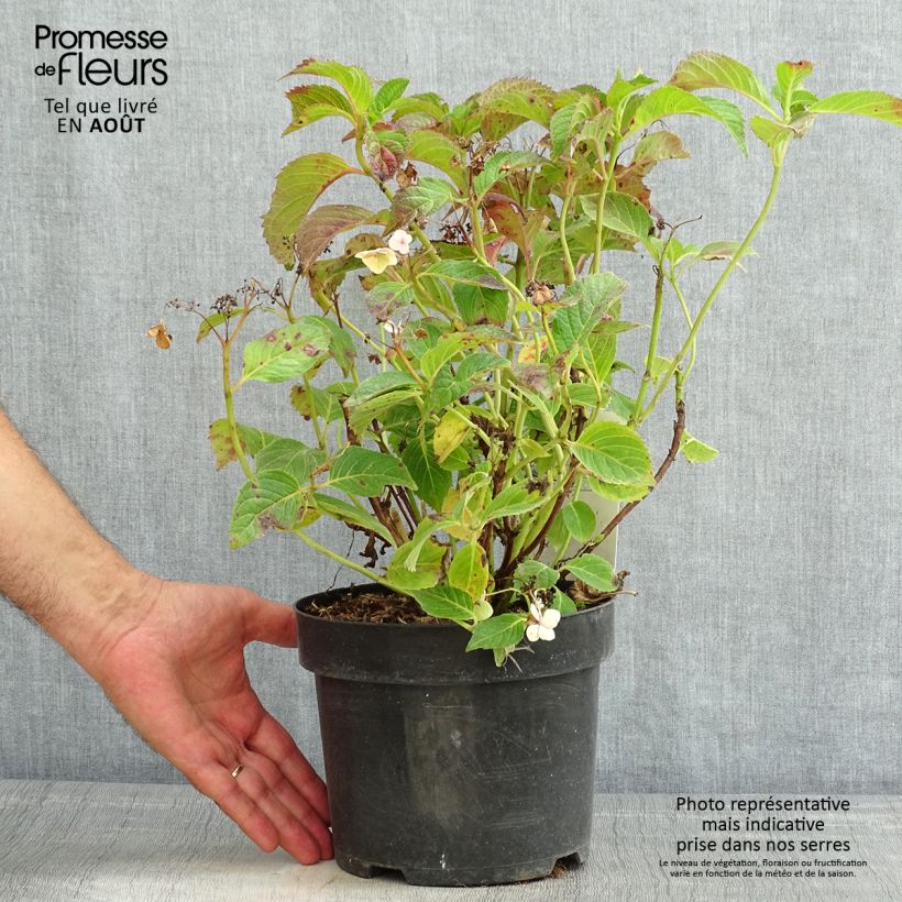 Amostra de Hortênsia serrata Annie's Blue Vaso de 2 L/3 L tal como entregue no verão