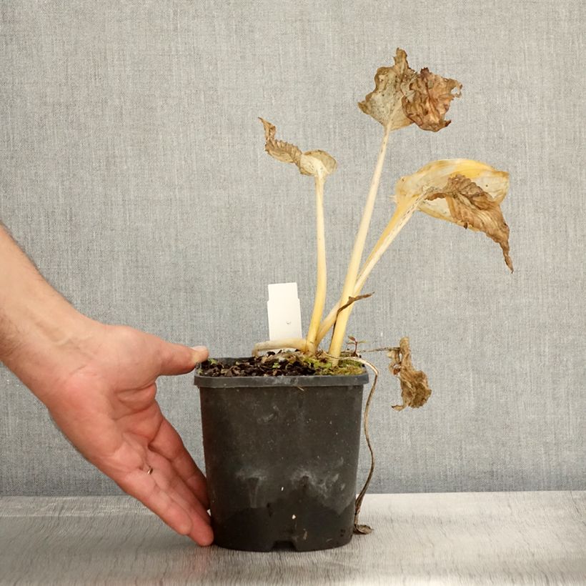 Amostra de Hosta sieboldiana Abiqua Drinking Gourd Vaso de 1,5 L/2 L tal como entregue no outono