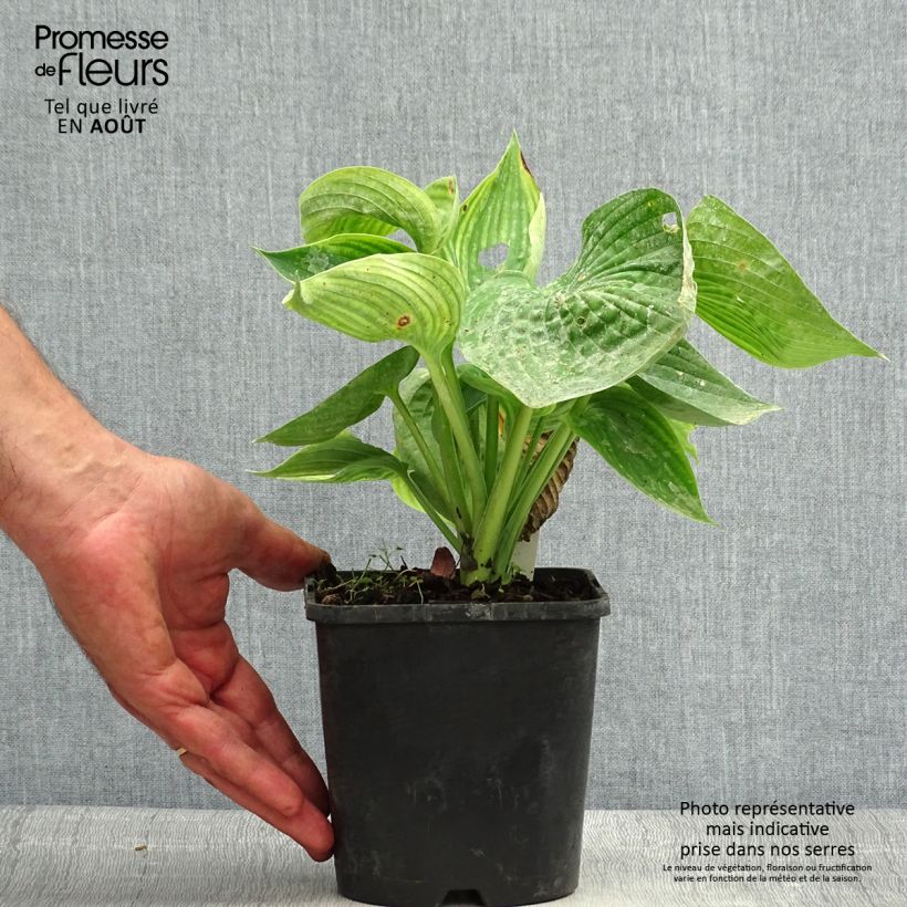 Amostra de Hosta sieboldiana Abiqua Drinking Gourd Vaso de 1,5 L/2 L tal como entregue no verão