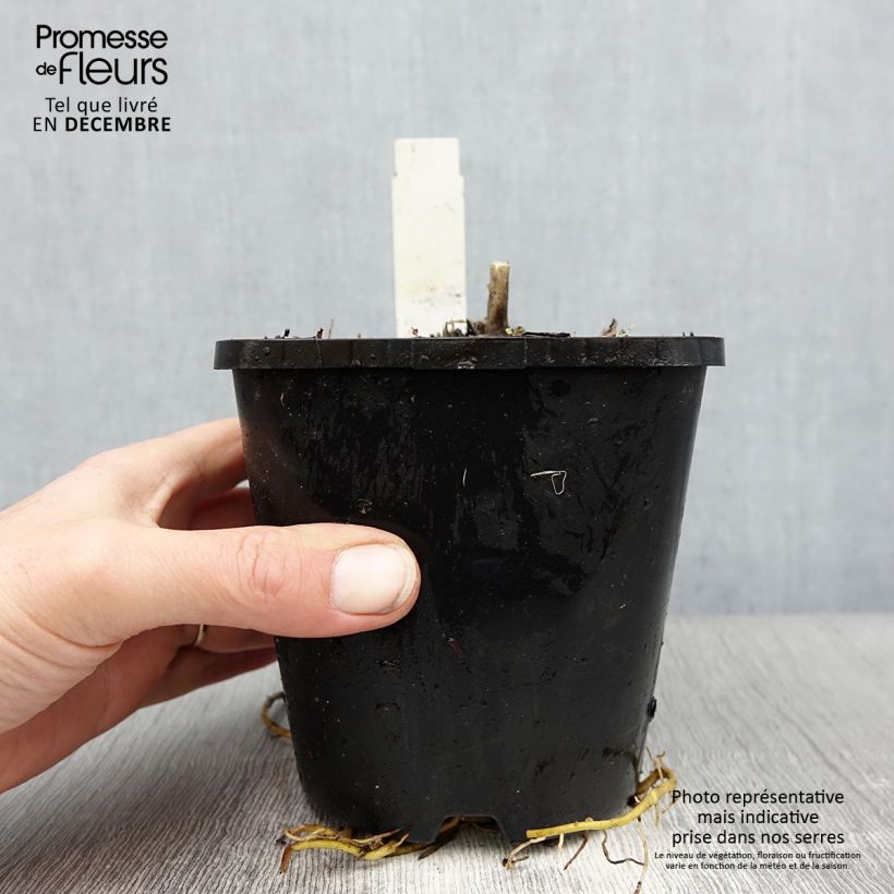 Amostra de Hosta sieboldiana Abiqua Drinking Gourd Vaso de 1,5 L/2 L tal como entregue no inverno