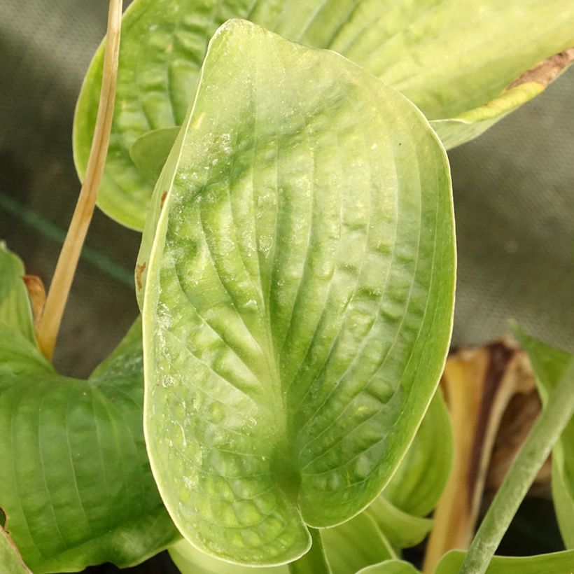 Hosta sieboldiana Abiqua Drinking Gourd (Folhagem)