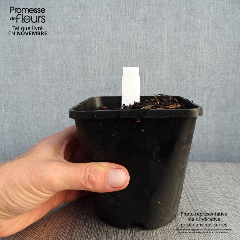 Amostra de Hosta Adorable Vaso de 1,5 L/2 L tal como entregue no outono
