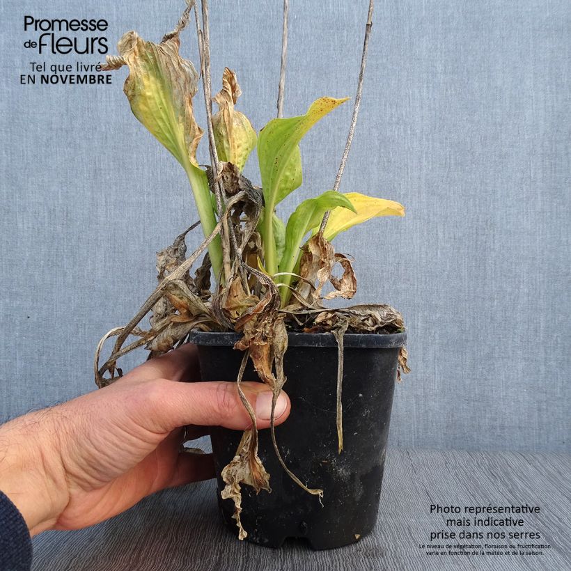 Amostra de Hosta fortunei Allegan Fog Vaso de 1,5 L/2 L tal como entregue no outono