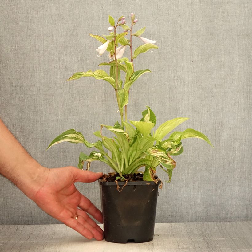 Amostra de Hosta fortunei Allegan Fog Vaso de 1,5 L/2 L tal como entregue no verão