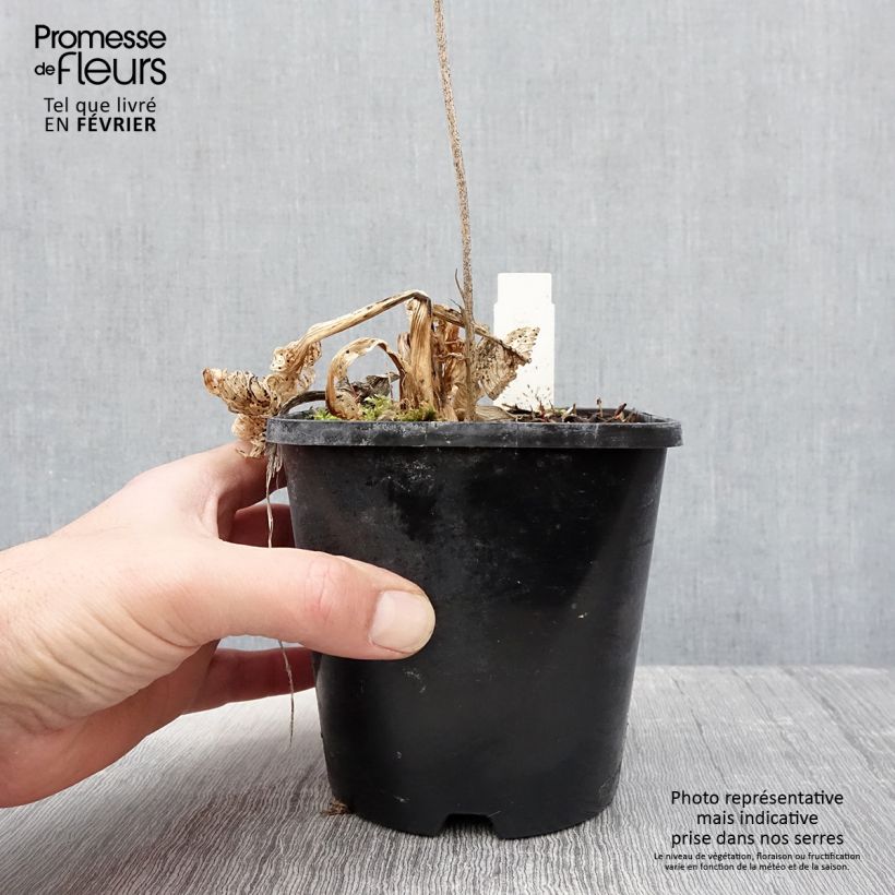 Amostra de Hosta Allegan Fog Pot de 1,5L/2L tal como entregue no inverno