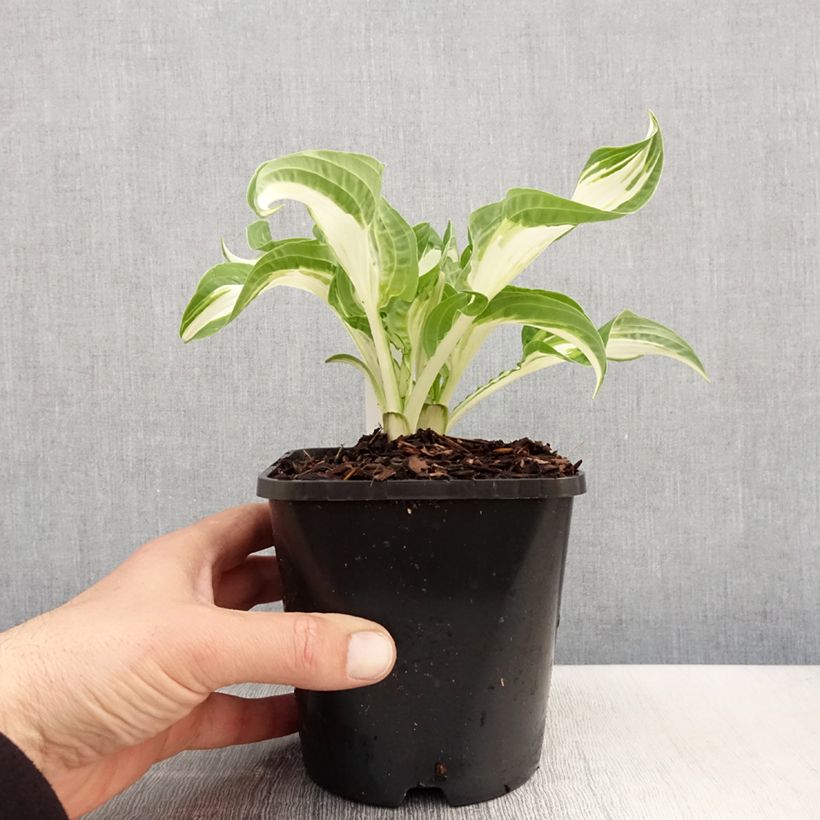 Amostra de Hosta fortunei Allegan Fog Vaso de 1,5 L/2 L tal como entregue na primavera