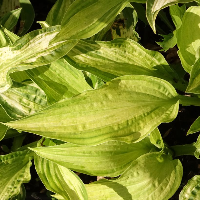 Hosta fortunei Allegan Fog (Folhagem)