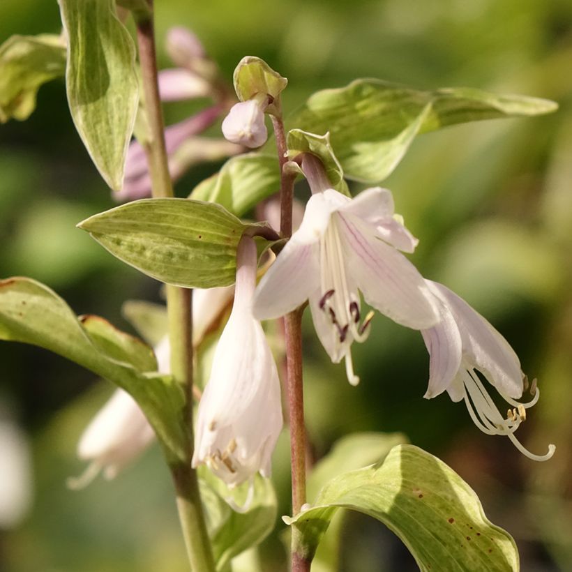 Hosta fortunei Allegan Fog (Floração)