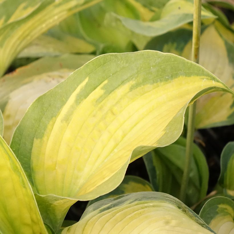 Hosta Alligator Alley (Folhagem)