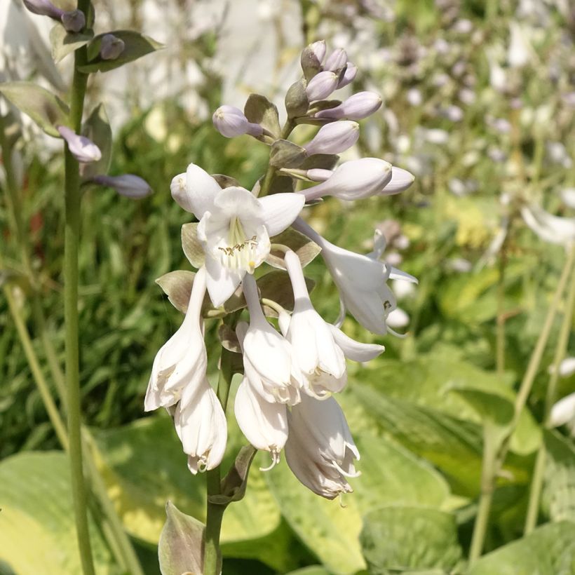 Hosta Alligator Alley (Floração)