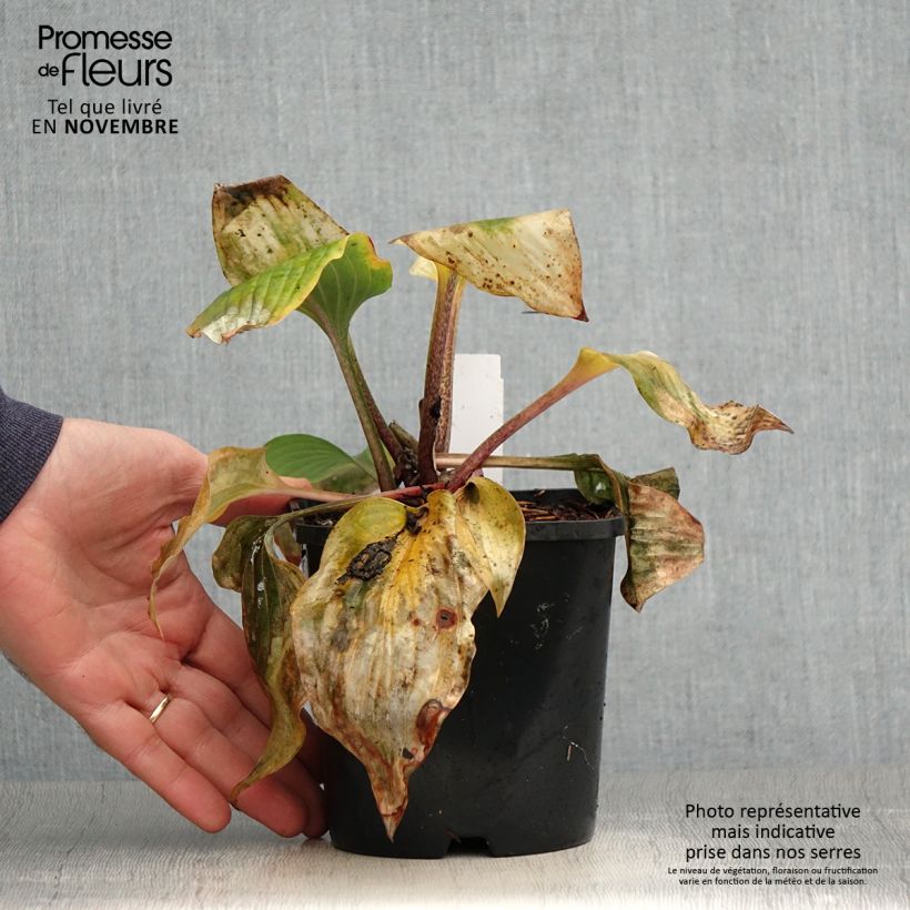 Amostra de Hosta Almost Vaso de 1,5 L/2 L tal como entregue no outono
