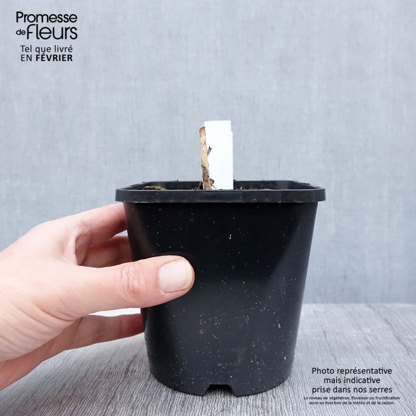 Amostra de Hosta Almost Pot de 1,5L/2L tal como entregue no inverno