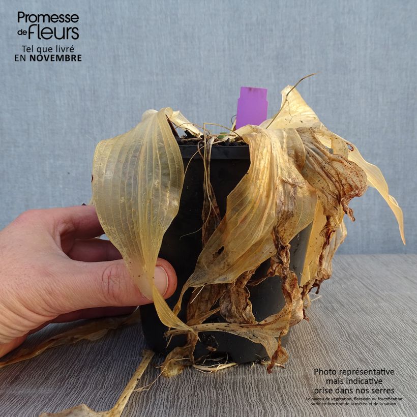 Amostra de Hosta Amalia Vaso de 1,5 L/2 L tal como entregue no outono