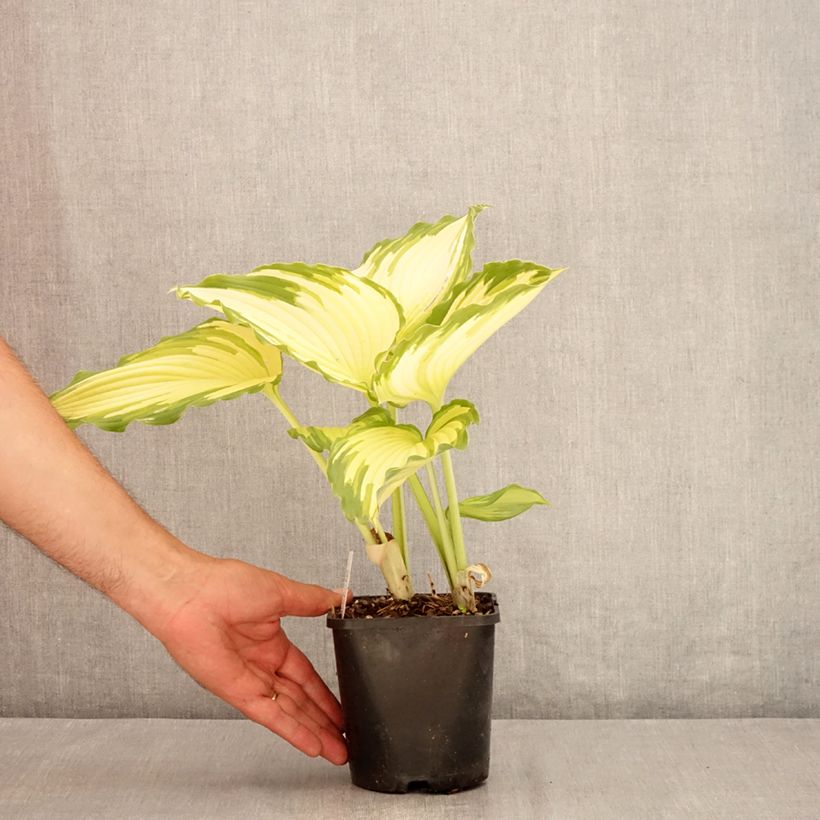 Amostra de Hosta Amalia Vaso de 1,5 L/2 L tal como entregue no verão