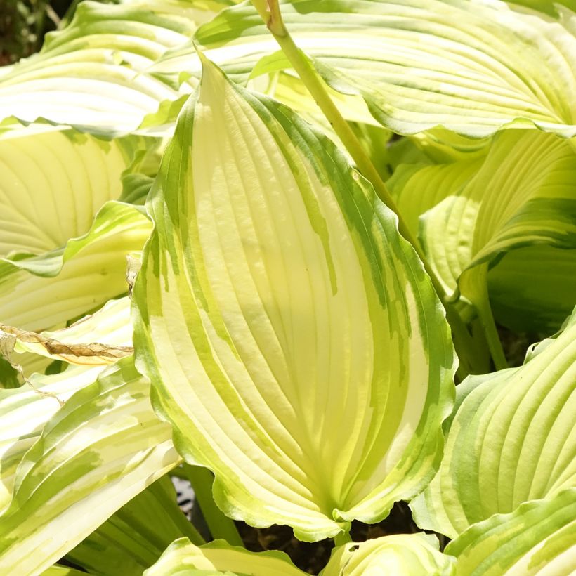 Hosta Amalia (Folhagem)