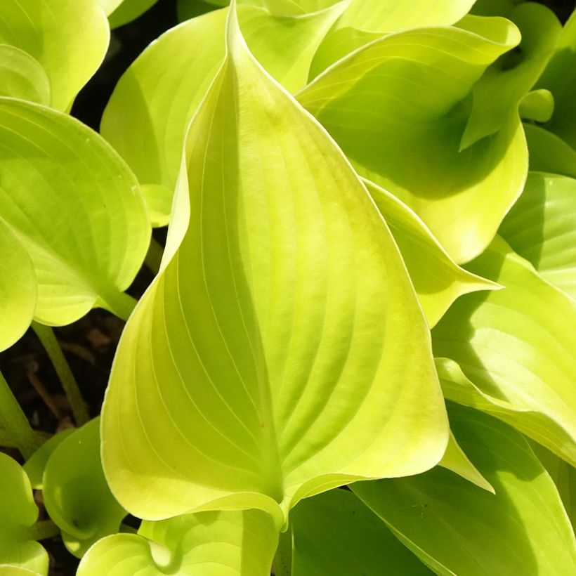 Hosta Appletini (Folhagem)