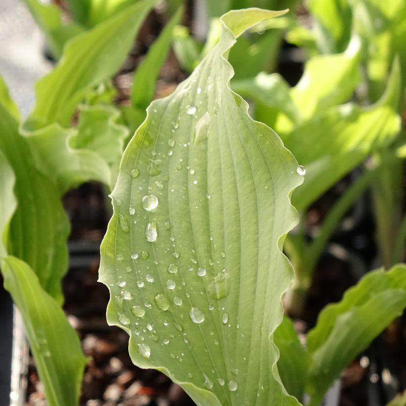 Hosta Atomic Elvis (Folhagem)