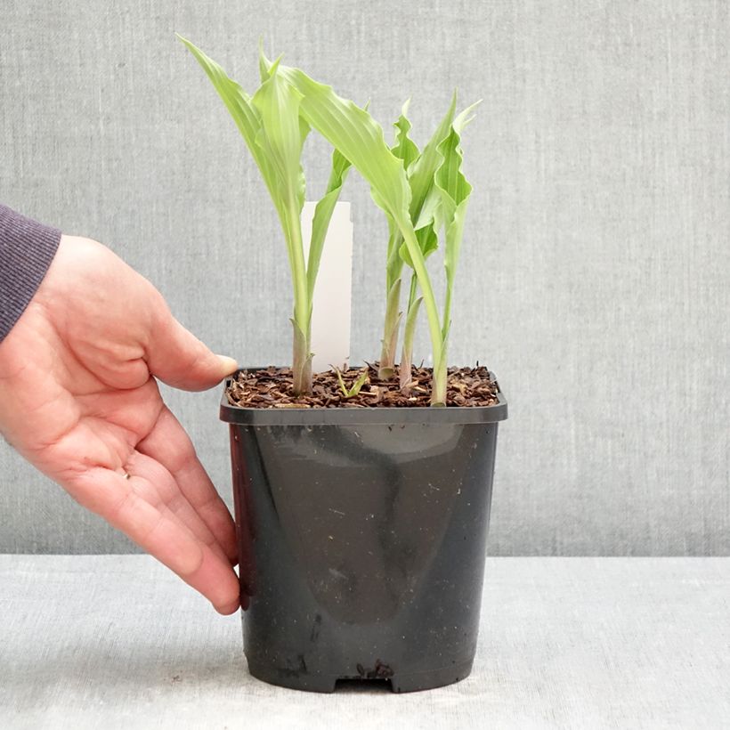 Amostra de Hosta Atomic Elvis Vaso de 1,5 L/2 L tal como entregue na primavera