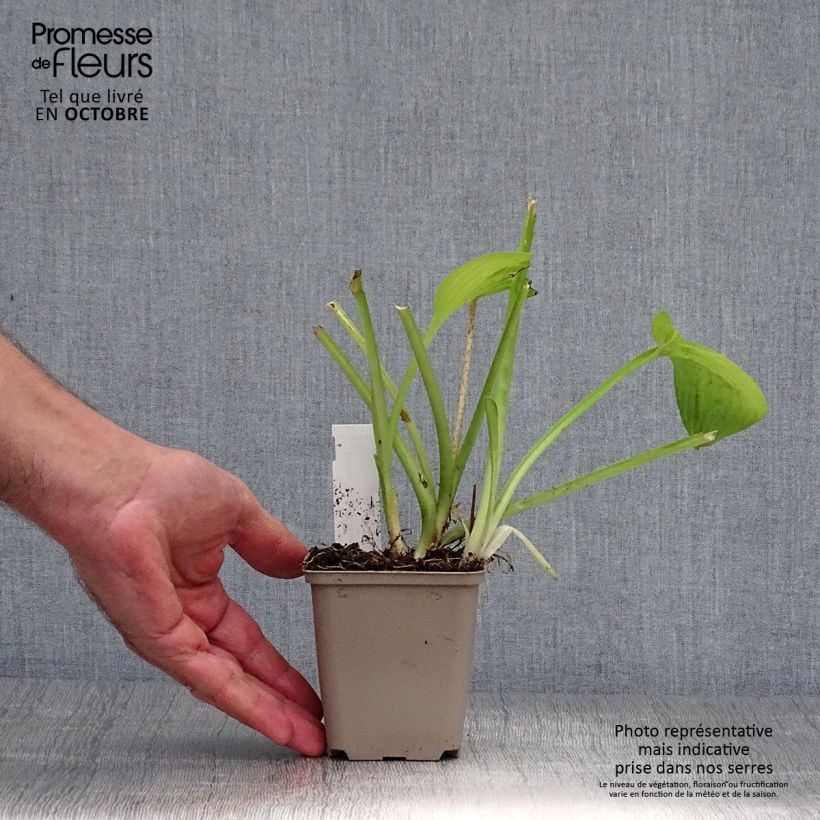 Amostra de Hosta August Moon Vaso de 8/9 cm tal como entregue no outono