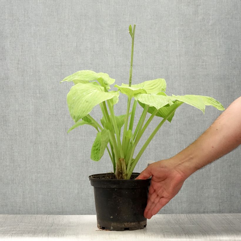 Amostra de Hosta August Moon Vaso de 2 L/3 L tal como entregue no verão