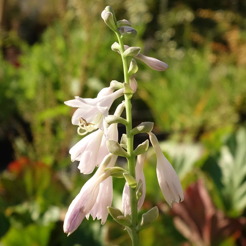 Hosta August Moon (Floração)