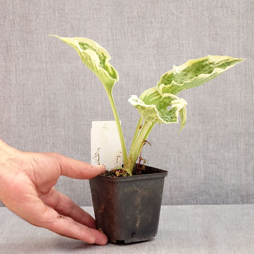 Amostra de Hosta Austin Dickinson Vaso de 8/9 cm tal como entregue no verão