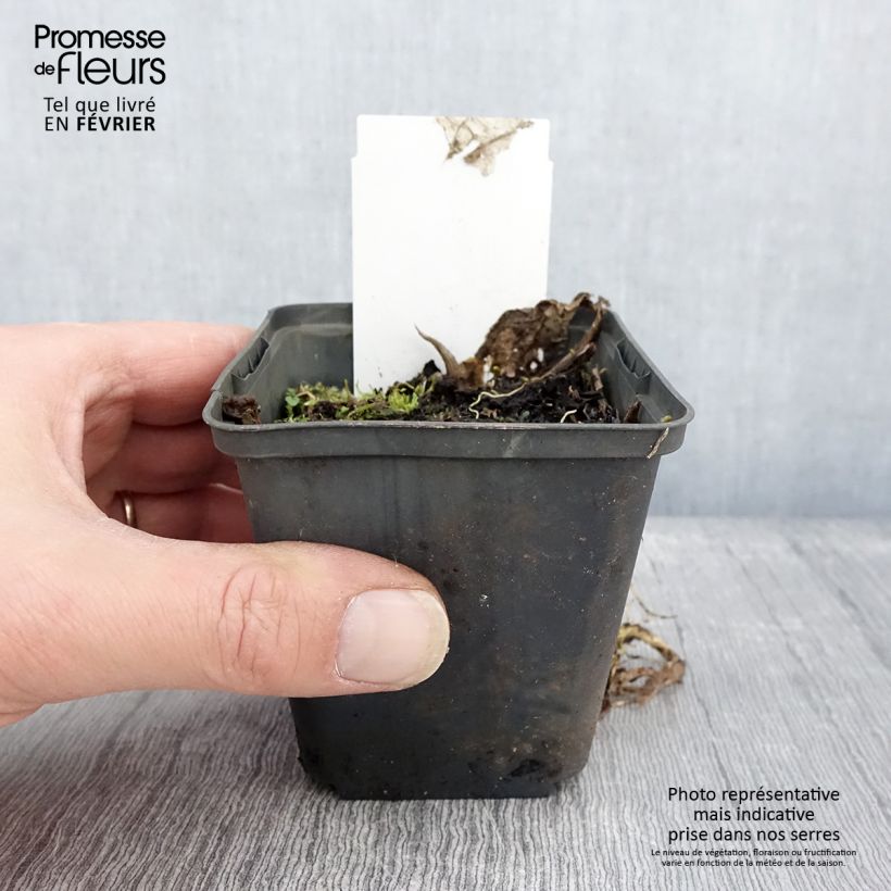 Amostra de Hosta Austin Dickinson Godet de 8/9 cm tal como entregue no inverno