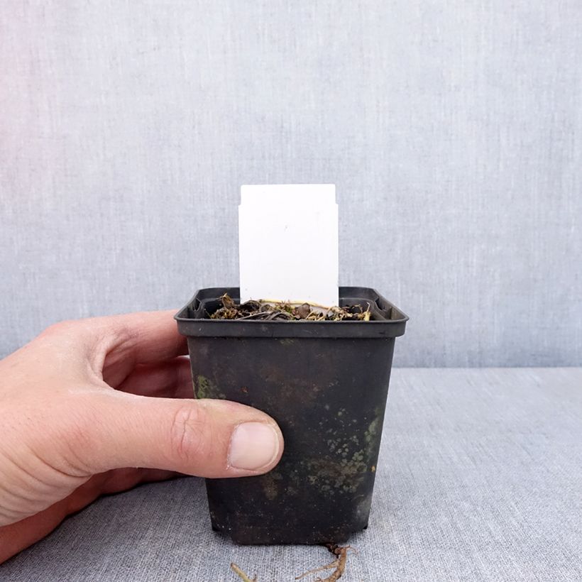 Amostra de Hosta Austin Dickinson Vaso de 8/9 cm tal como entregue na primavera