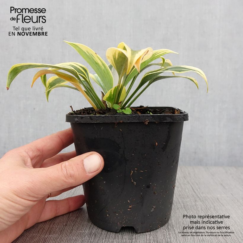 Amostra de Hosta Autumn Frost Vaso de 1,5 L/2 L tal como entregue no outono