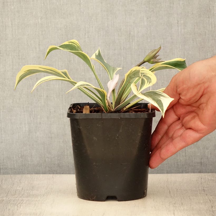 Amostra de Hosta Autumn Frost Vaso de 1,5 L/2 L tal como entregue no verão