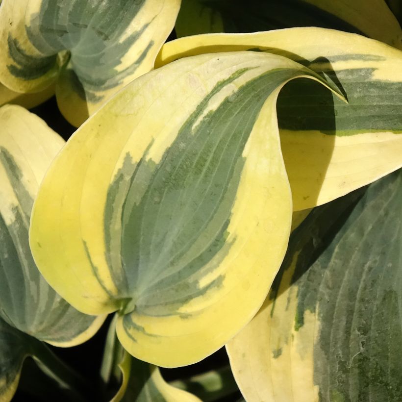 Hosta Autumn Frost (Folhagem)