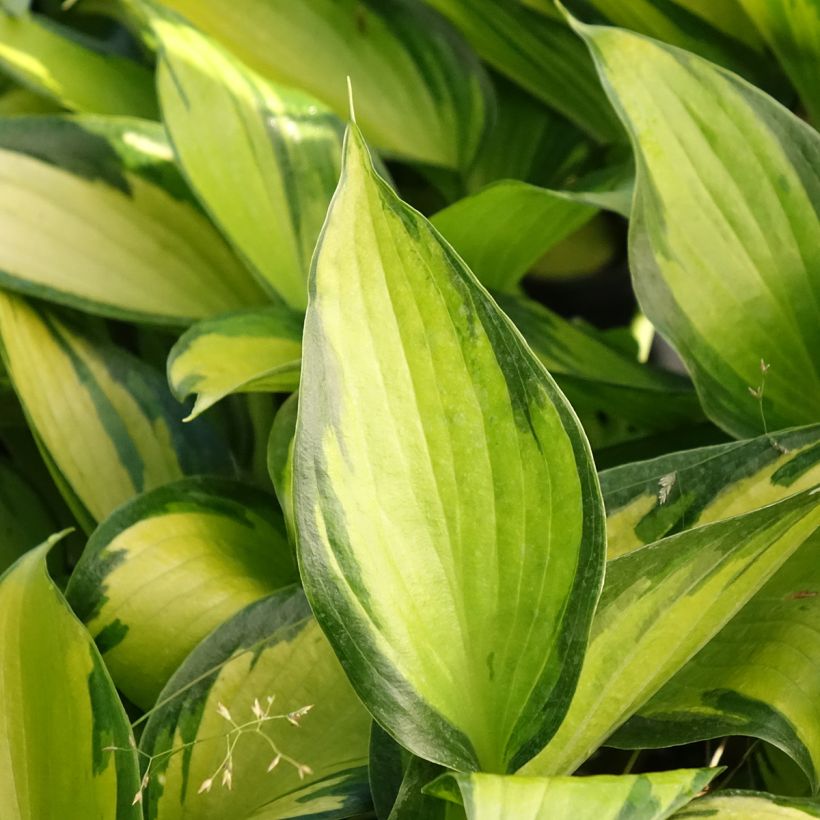 Hosta Ayesha (Folhagem)