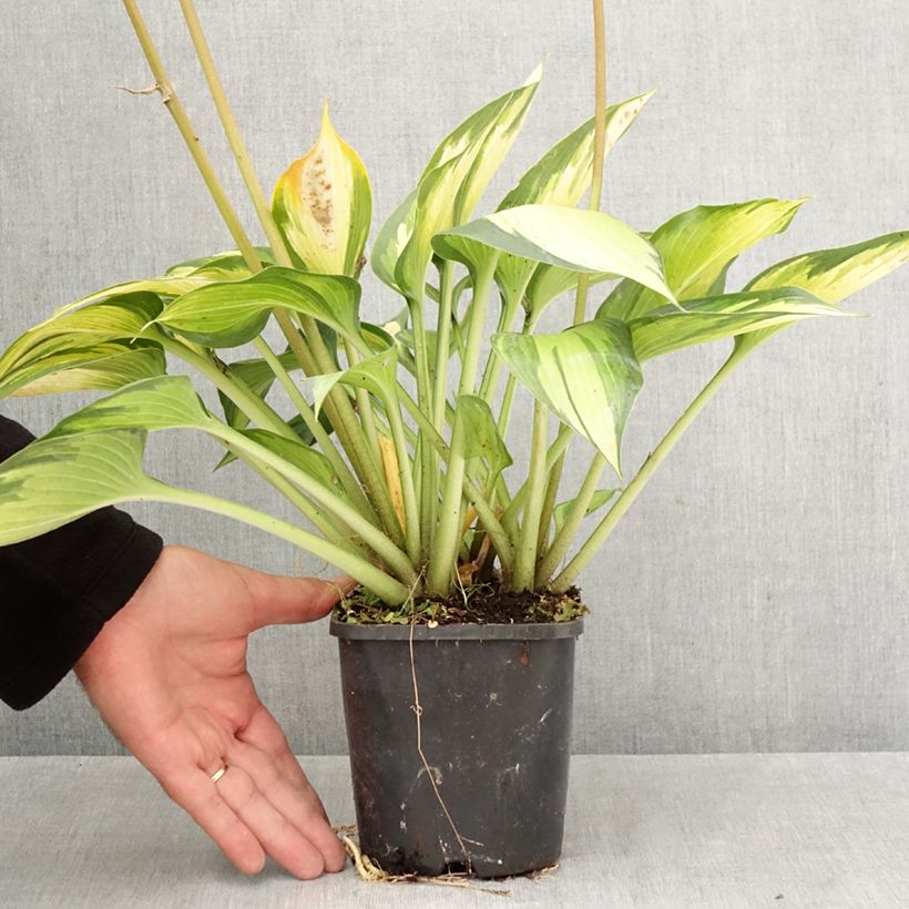 Amostra de Hosta Ayesha Vaso de 1,5 L/2 L tal como entregue no outono