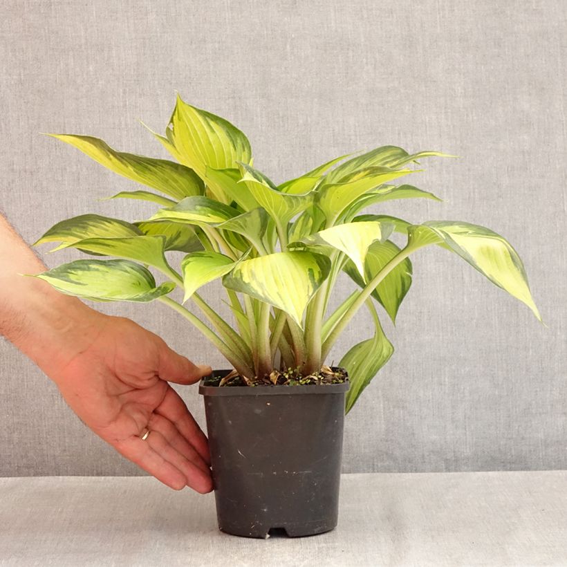 Amostra de Hosta Ayesha Vaso de 1,5 L/2 L tal como entregue no verão