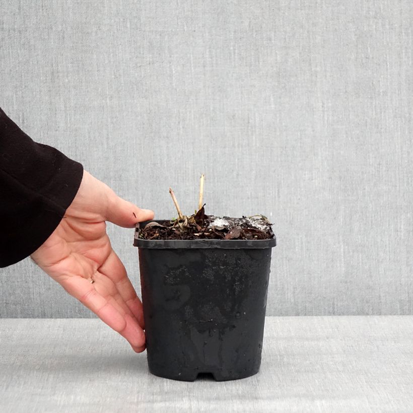 Amostra de Hosta Ayesha Pot de 1,5L/2L tal como entregue no inverno