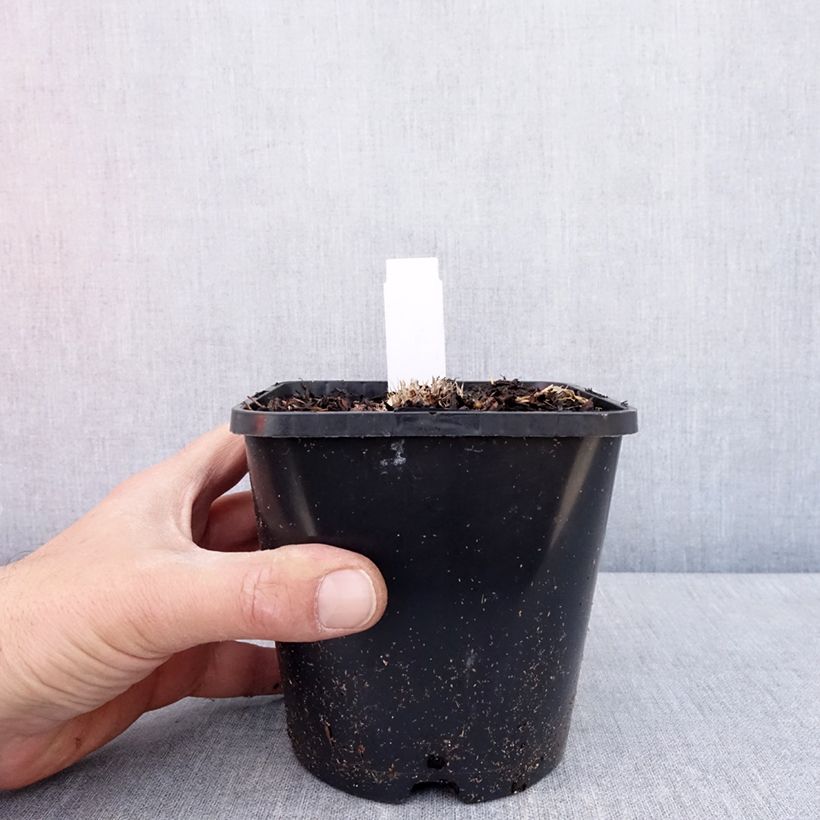 Amostra de Hosta Ayesha Vaso de 1,5 L/2 L tal como entregue na primavera