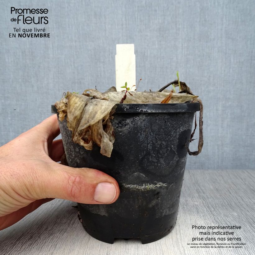 Amostra de Hosta Beach Boy Vaso de 1,5 L/2 L tal como entregue no outono
