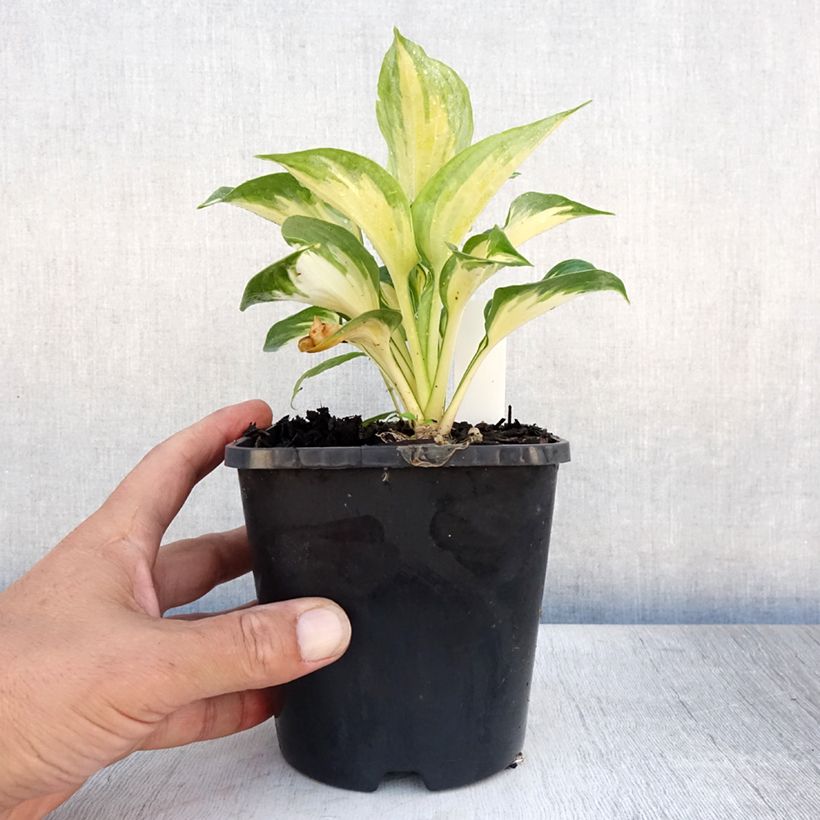 Amostra de Hosta Beach Boy Vaso de 1,5 L/2 L tal como entregue no verão