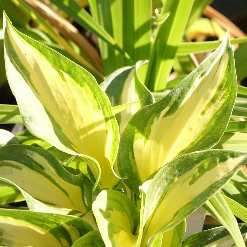 Hosta Beach Boy (Folhagem)