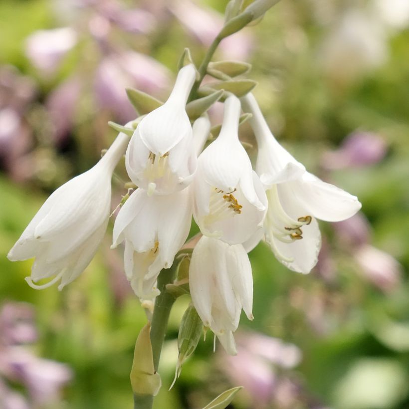 Hosta Big Daddy (Floração)