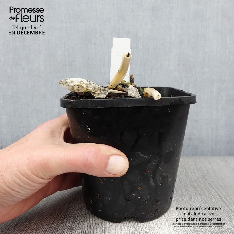 Amostra de Hosta Big Daddy Vaso de 2 L/3 L tal como entregue no outono
