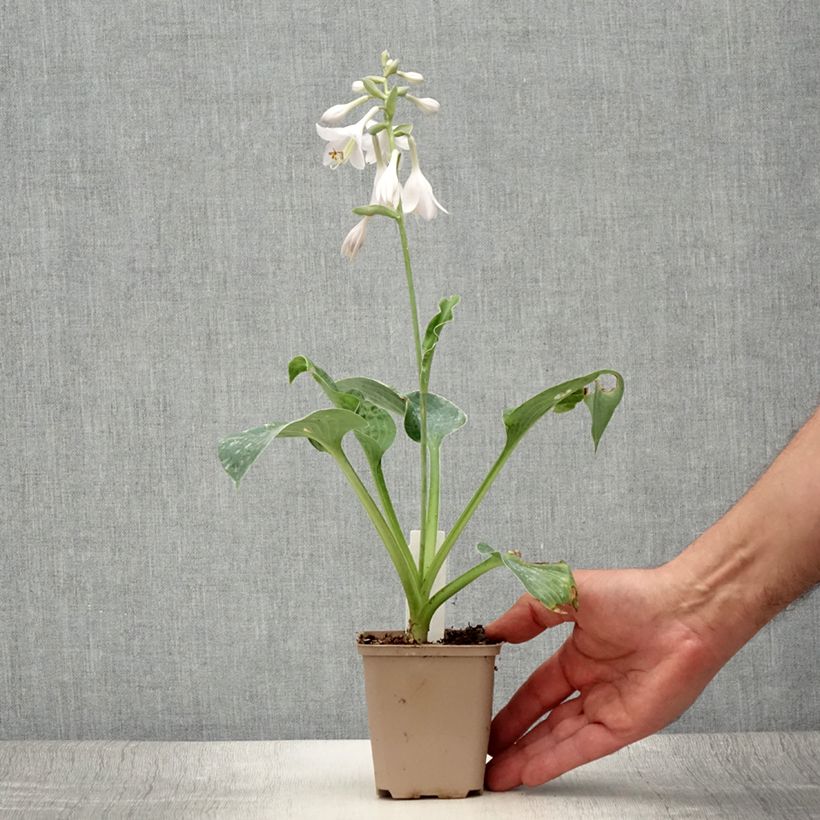 Amostra de Hosta Big Mama Vaso de 8/9 cm tal como entregue no verão