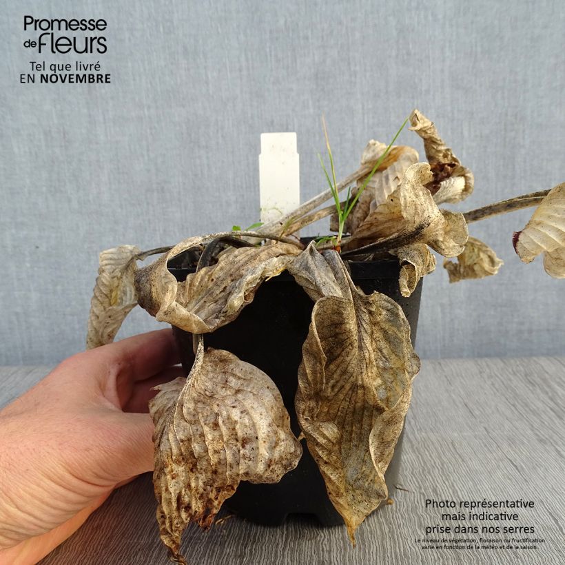 Amostra de Hosta Big Mama Vaso de 1,5 L/2 L tal como entregue no outono