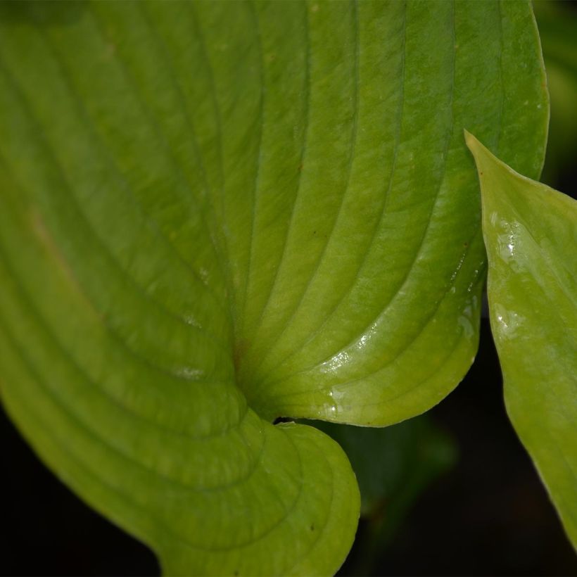 Hosta Blue Angel (Folhagem)