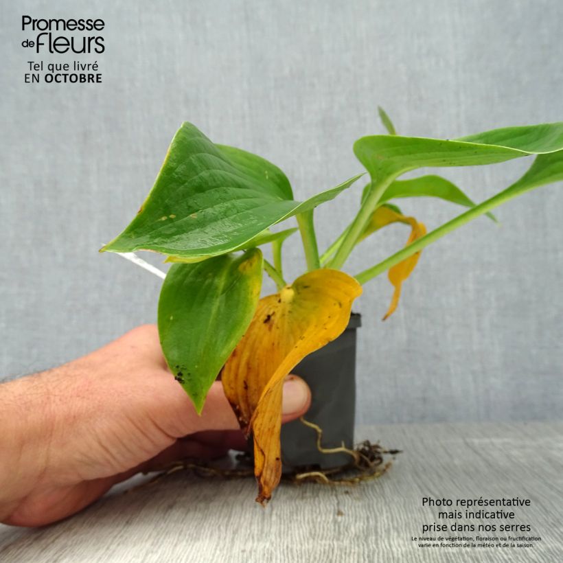 Amostra de Hosta Blue Angel Vaso de 8/9 cm tal como entregue no outono